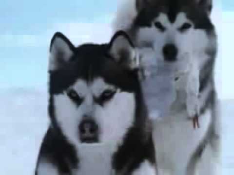 ვიდეო რომელმაც მსოფლიო აატირა