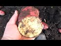 Урожай картофеля из подвальных мини клубней. И 5 других сортов.