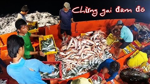 Cá ngát ăn ngon miệng nhưng có 3 gai làm mần cực quá | Đánh cá 2024 - Tập 37 | Sóng biển Hứa Đông