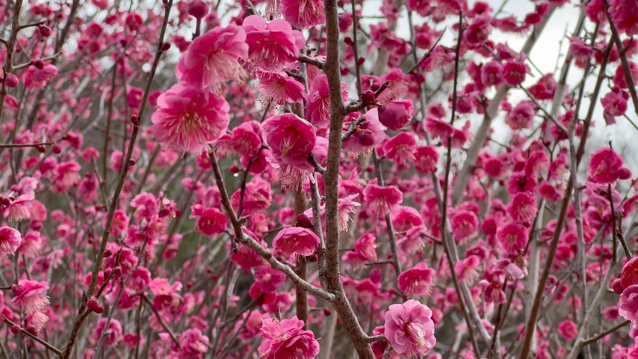 2022/01/24　蝋梅・白梅・紅梅　松軒山公園　その２　〜愛媛県愛南町〜