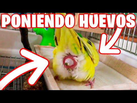 Video: ¿Cómo ponen huevos los periquitos?