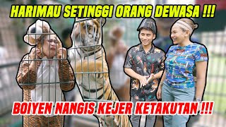 BOIYEN DIJEBAK MASUK KANDANG HARIMAU SENDIRIAN!!! BOIYEN SANGAT KECEWA DAN MARAH!!!