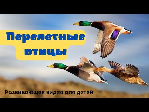 ПЕРЕЛЕТНЫЕ ПТИЦЫ. 🐦Детям про птиц. Учим птиц для детей. Какие перелётные птицы прилетают весной?