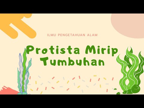 Video: Mengapa kapang air disebut protista mirip jamur?