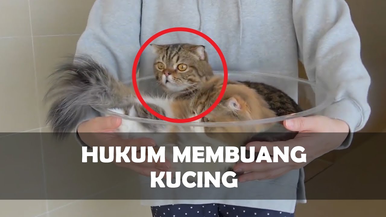 Awas Hukum Membuang Kucing Youtube