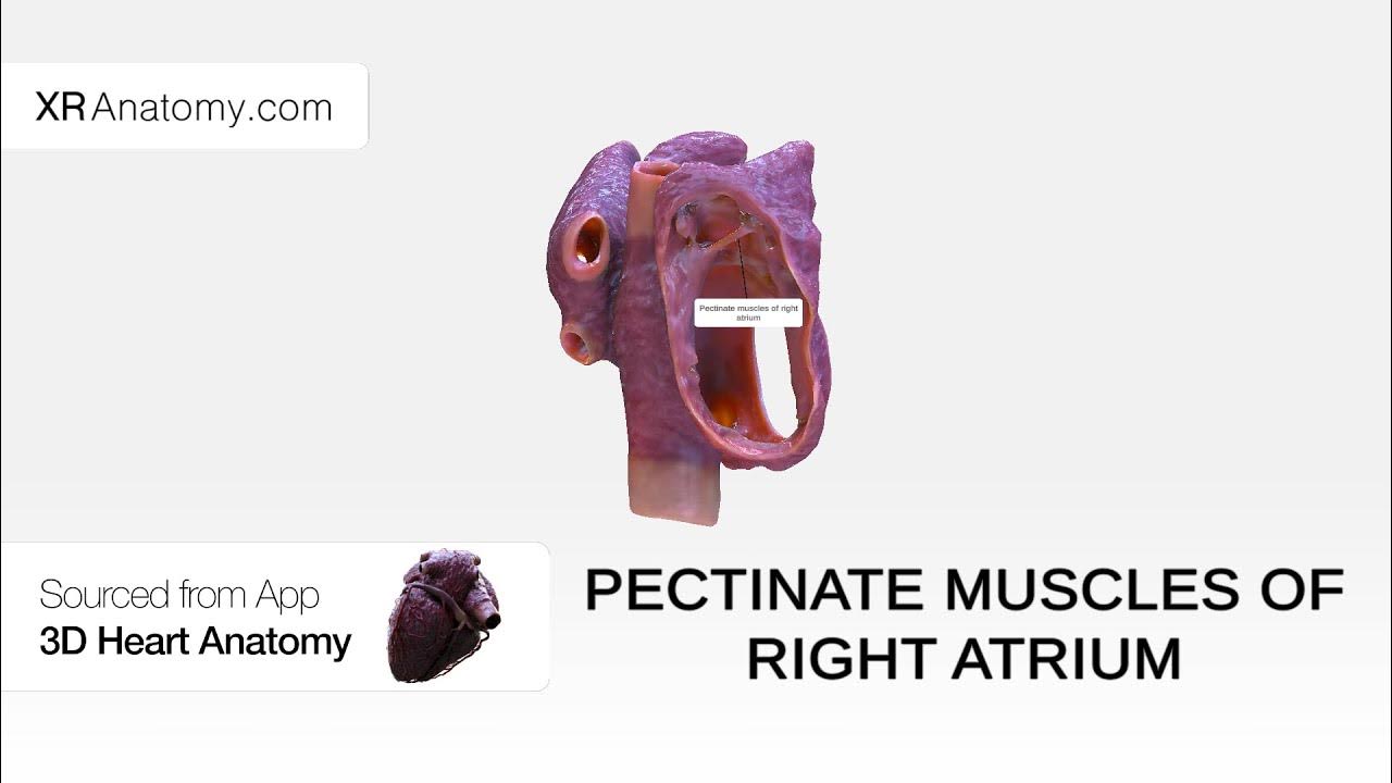 Pectinate muscles of right atrium YouTube