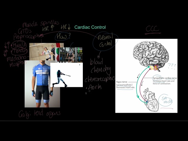 IB Sports, exercise and health science 2024: Cardiac control class=