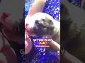 Police Rescue Puppy Left In Hot Car!!!🙏🙏🙏#bodycam #lawenforcement #police #cops #crime #hero