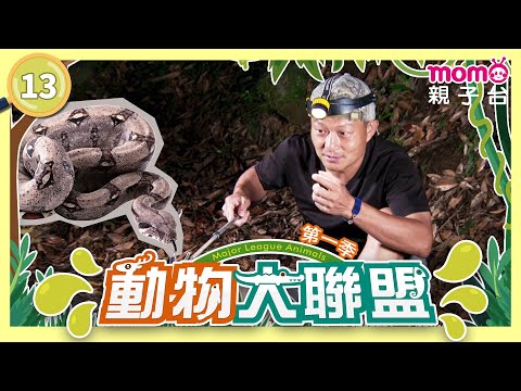 EP13 具備醫學與神格意義的蛇 Snake｜完整版｜動物介紹｜寫實紀錄｜《動物大聯盟第1季》｜momokids親子台