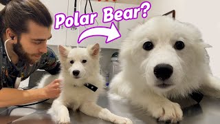A Polar Bear Cub? Or a Puppy?