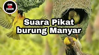 Suara Pikat dan Memancing Burung Manyar terbaru