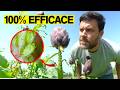 ELIMINARE gli AFIDI in modo NATURALE