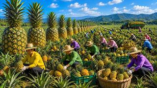 Inside the High Tech Pineapple Sorting and Processing Line