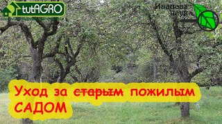 видео: ОСЕННИЙ УХОД ЗА ВЗРОСЛЫМ САДОМ. Подготовка деревьев к зиме: обследование, обрезка, санация. картинка: ОСЕННИЙ УХОД ЗА ВЗРОСЛЫМ САДОМ. Подготовка деревьев к зиме: обследование, обрезка, санация.