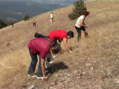 Picking of iva grass on Ozren mountain