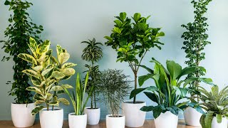 سر نجاح النباتات الداخلية فى المنزل بسهولة!!!