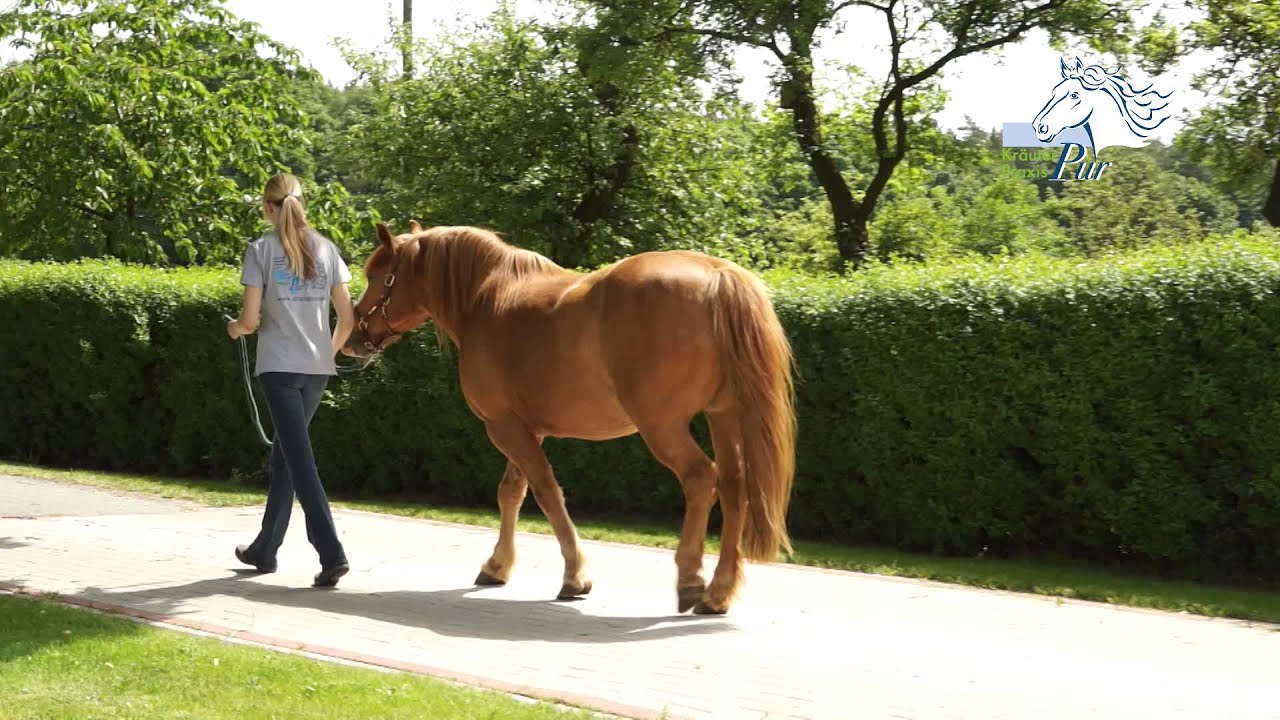 Pferd mit Taktfehler - YouTube