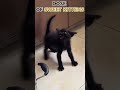 DOSE OF SWEET KITTENS🐱☺️