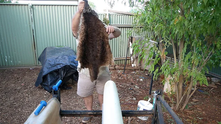 Fleshing a Kangaroo hide