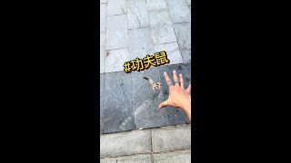 A kung fu mouse # sugar glider Xiao Feishu # cute pets' confusing behaviors # mouse