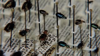 SciTech Central Short: Bug Closet