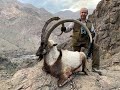 WORLD RECORD Persian Desert Ibex! IRAN.