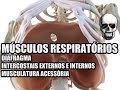 Vídeo Aula 140 - Anatomia Humana - Sistema Respiratório - Diafragma e Músculos Intercostais