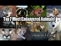 Top 7 Most Endangered Animals