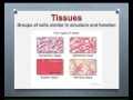 LECTURE: Introduction to Epithelial & Connective Tissues