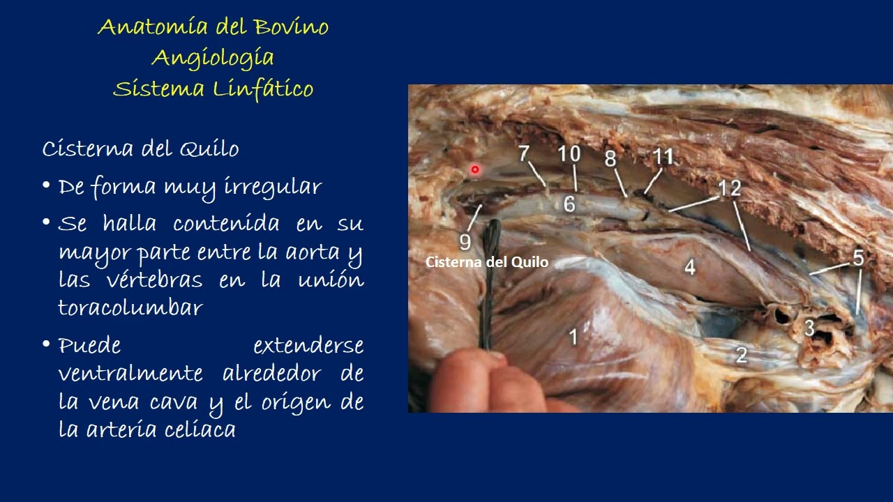 Angiología del Bovino: Sistema Linfatico
