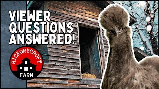 Raising SILKIE CHICKENS: Viewer Questions About Silkie Chickens Answered