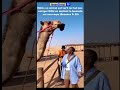Un chameau lui arrache ses faux cheveux