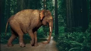 BIO 661 - COMMUNICATION AND SOCIAL BEHAVIOUR OF ELEPHANT AT KUALA GANDAH