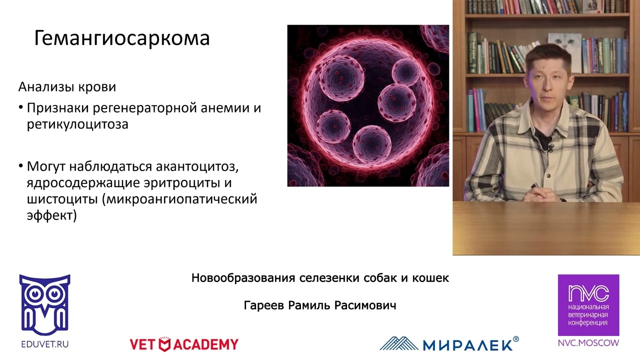 «Новообразования селезенки собак и кошек».  Рамиль Гареев