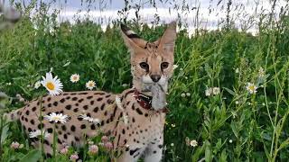 Serval in action/cat special forces catches mice