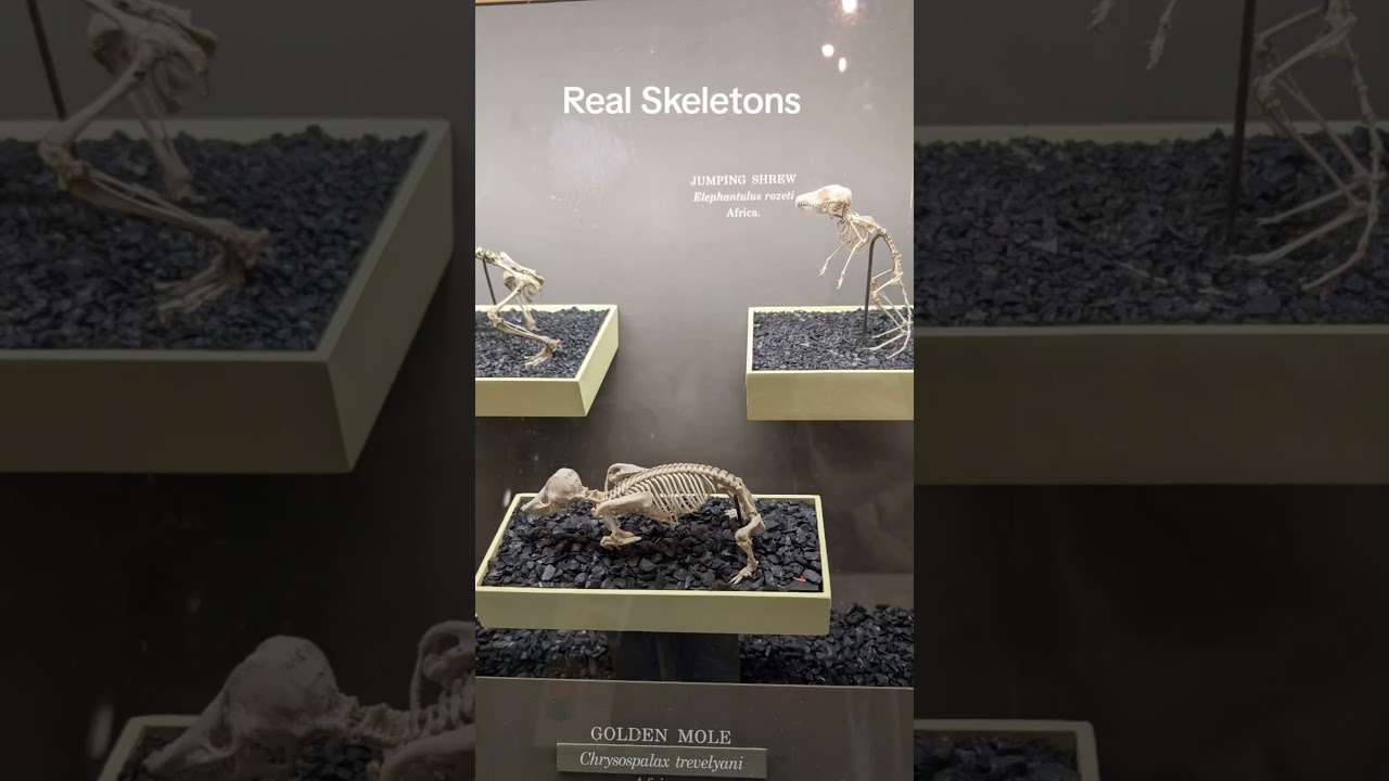 Golden Mole and Shrew Skeletons 