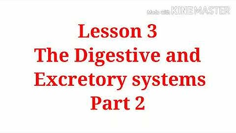 Class 4 General science (ICSE), The Digestive and Excretory systems part 2