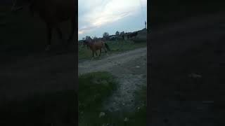 Обучение лошадей в Дагестане