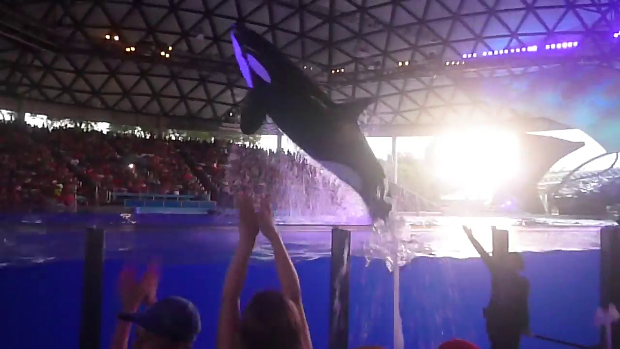 Light up the Night - Sea World San Antonio - YouTube