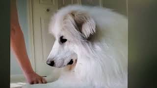 Learning "Cross Your Paws" - Great Pyrenees