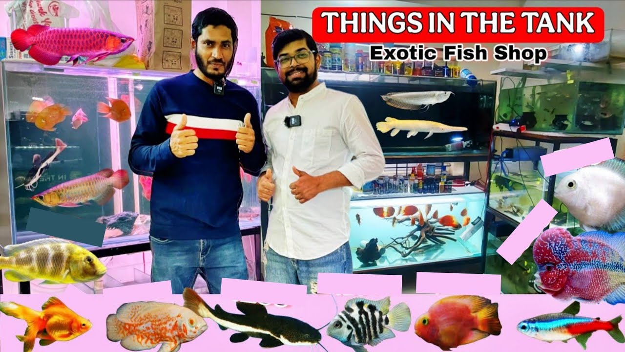 Things in the Tank Aquarium Shop Bangalore, Exotic & Monster Fish Available | Cheapest aquatic Shop