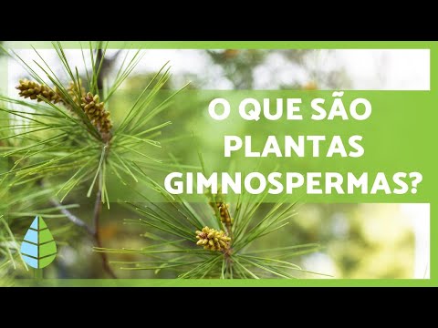 Vídeo: Quais Plantas São Gimnospermas