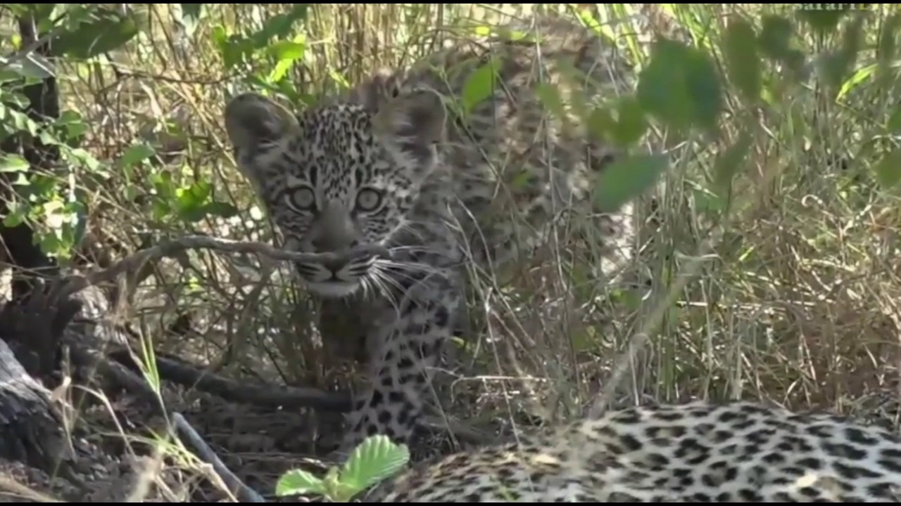 sindile faku April 16, 2017- Sunset- Shadow with her young cub with James Hendry