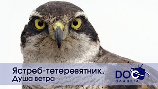 Ястребтетеревятник. Душа ветра  Документальный фильм