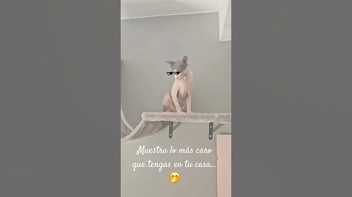 Video 10680371: sphynx cats catlovers, sphynx gatos cats
