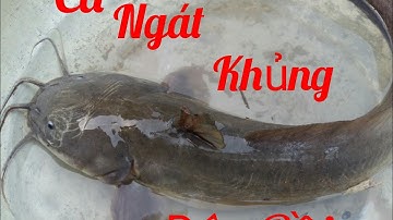 Lần Đầu Câu Dính Được Con Cá Ngát Khủng