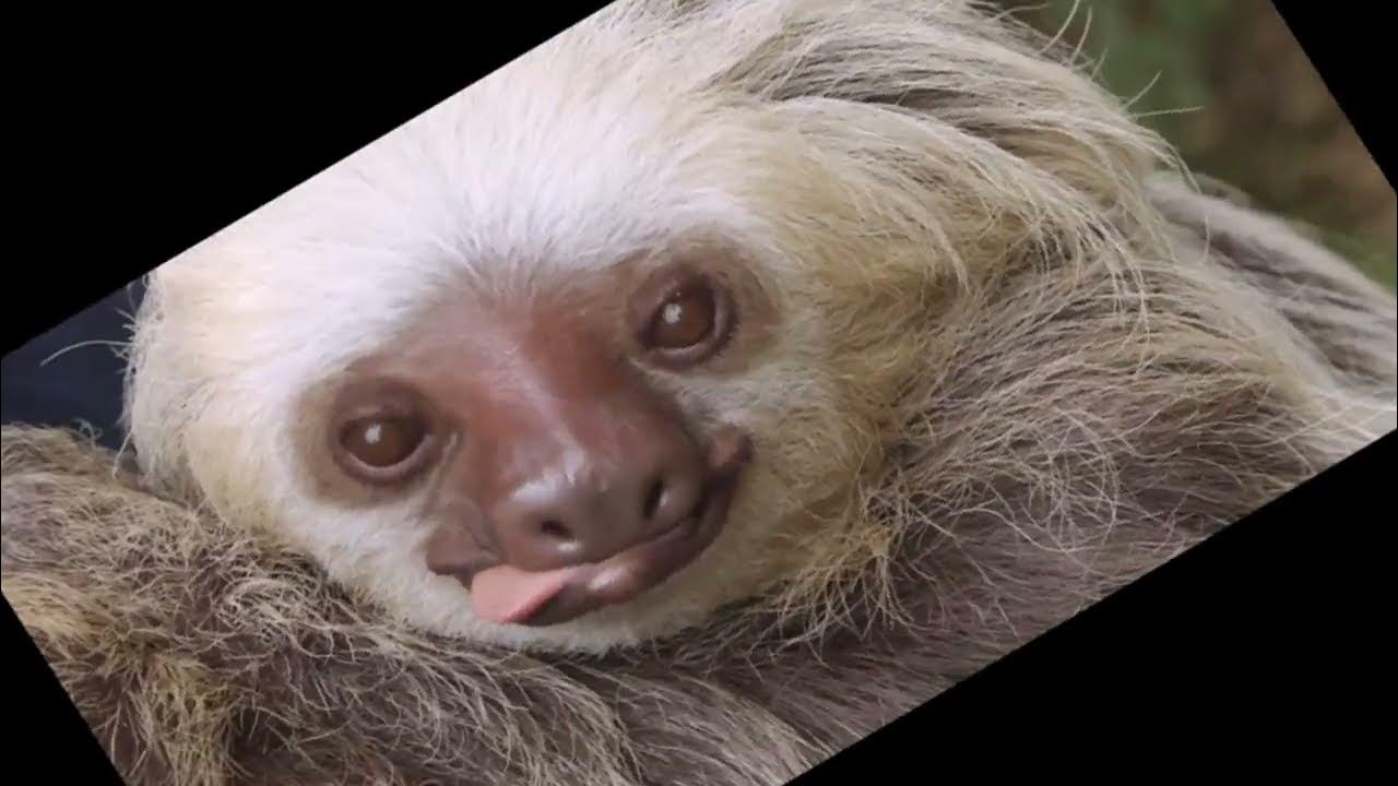 Sloth sounds YouTube