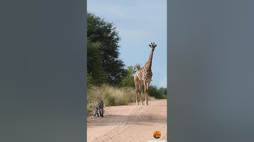 "Wildlife Unfiltered: When Nature Strikes Without Warning 🐾💥 | Real Encounters Caught on Camera!"
