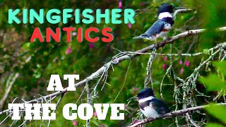 Belted Kingfishers on a wet and windy day - New Brunswick, Canada - 11 July 2023 by Stuart Tingley 114 views 10 months ago 1 minute, 40 seconds