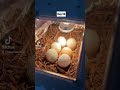 Day 19 of hatching eggs in incubator at home #shorts #chicken